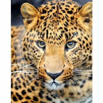 Cougar - Puma Diamond Painting fra Collection D'Art DE462