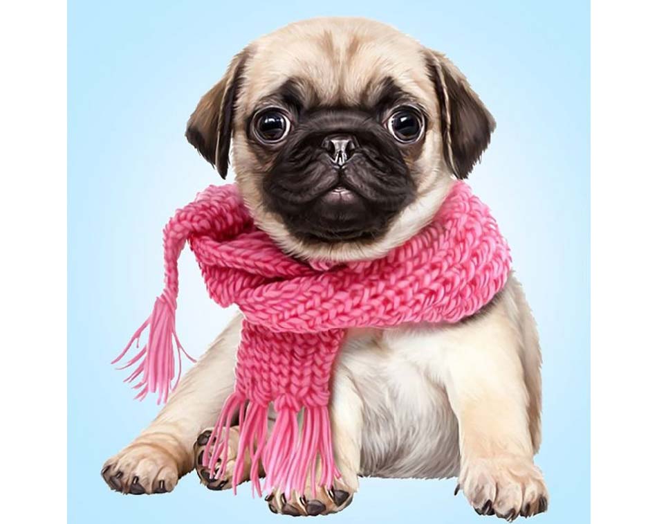Bulldog valp med skjerf, pugdog with pink scarf, Diamond painting, perlebroderi, DE7030