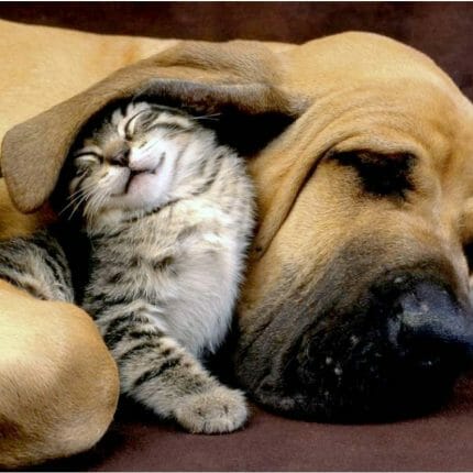 Gode venner Diamond painting hund og katt DE6049