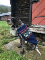 Villmarkshunden - Bilde 4