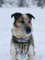 Villmarkshunden - Bilde 2