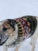 Villmarkshunden - Bilde 5