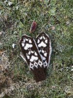 Villmarksvotten - Bilde 2