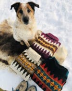 Norsk skoggenser - Bilde 2